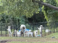 Orange Boy, a male English Cream Golden Retriever for sale in Dallas, TX – 7 of 9
