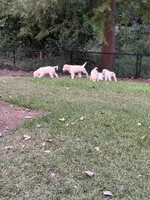Yellow Girl, a female Golden Retriever and English Cream Golden Retriever for sale in Dallas, TX – 9 of 10