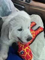 Red girl, a female Golden Retriever and English Cream Golden Retriever for sale in Dallas, TX – 2 of 3