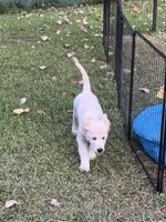 Maroon Boy, a male English Cream Golden Retriever for sale in Dallas, TX – 5 of 10