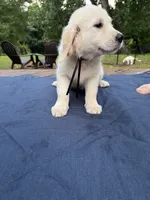 Charcoal Girl, a female Golden Retriever and English Cream Golden Retriever for sale in Dallas, TX – 3 of 3