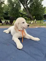 Orange Boy, a male English Cream Golden Retriever for sale in Dallas, TX – 3 of 3