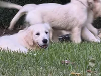 Yellow Girl, a female Golden Retriever and English Cream Golden Retriever for sale in Dallas, TX – 8 of 10