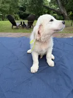 Yellow Girl, a female Golden Retriever and English Cream Golden Retriever for sale in Dallas, TX – 2 of 3