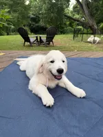 Pink Girl, a female Golden Retriever and English Cream Golden Retriever for sale in Dallas, TX – 2 of 3