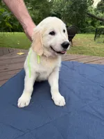 Light Green Boy, a male Golden Retriever and English Cream Golden Retriever for sale in Dallas, TX – 3 of 3