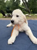 Orange Boy, a male English Cream Golden Retriever for sale in Dallas, TX – 2 of 3