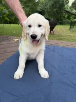 Light Green Boy, a male Golden Retriever and English Cream Golden Retriever for sale in Dallas, TX – 1 of 3