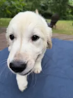 Light Green Boy, a male Golden Retriever and English Cream Golden Retriever for sale in Dallas, TX – 2 of 3