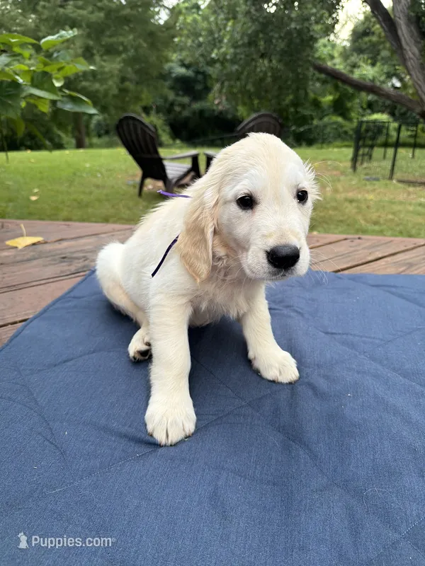 Violet – English Cream Golden Retriever puppy on hold in Dallas, TX