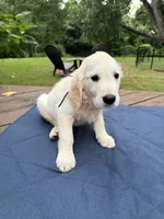 Violet, a female English Cream Golden Retriever for sale in Dallas, TX – 1 of 3