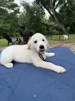 Charcoal Girl, a female Golden Retriever and English Cream Golden Retriever for sale in Dallas, TX – 2 of 3