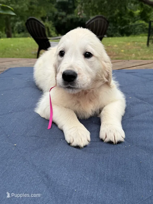 Maroon Boy – English Cream Golden Retriever puppy on hold in Dallas, TX