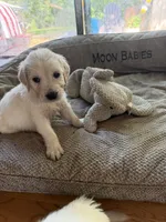 Light Blue Boy, a male Golden Retriever and English Cream Golden Retriever for sale in Dallas, TX – 6 of 6
