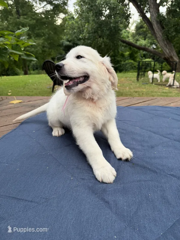Pink Girl – Golden Retriever, English Cream Golden Retriever puppy for sale in Dallas, TX