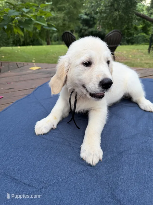 Charcoal Girl – Golden Retriever, English Cream Golden Retriever puppy for sale in Dallas, TX