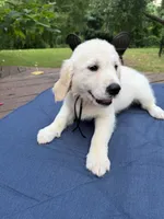 Charcoal Girl, a female Golden Retriever and English Cream Golden Retriever for sale in Dallas, TX – 1 of 3