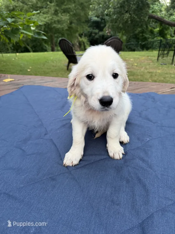 Yellow Girl – Golden Retriever, English Cream Golden Retriever puppy for sale in Dallas, TX