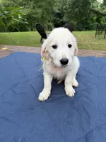 Yellow Girl, a female Golden Retriever and English Cream Golden Retriever for sale in Dallas, TX – 1 of 3
