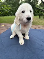 Light Blue Boy, a male Golden Retriever and English Cream Golden Retriever for sale in Dallas, TX – 3 of 6