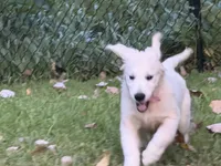 Orange Boy, a male English Cream Golden Retriever for sale in Dallas, TX – 9 of 9