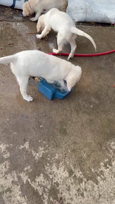 Yellow Girl, a female Golden Retriever and English Cream Golden Retriever for sale in Dallas, TX – 6 of 10