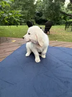 Light Blue Boy, a male Golden Retriever and English Cream Golden Retriever for sale in Dallas, TX – 2 of 6