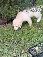 Orange Boy, a male English Cream Golden Retriever for sale in Dallas, TX – 8 of 9