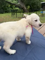Maroon Boy, a male English Cream Golden Retriever for sale in Dallas, TX – 2 of 3