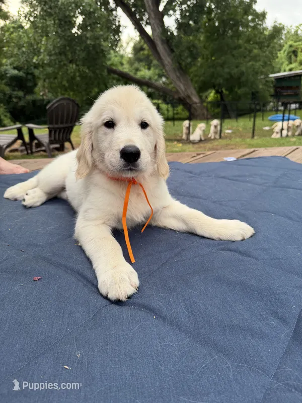 Orange Boy – English Cream Golden Retriever puppy on hold in Dallas, TX