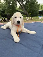 Orange Boy, a male English Cream Golden Retriever for sale in Dallas, TX – 1 of 3