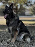Kendra *fully trained, Germany import, a female German Shepherd Dog for sale in New Port Richey, FL – Photo 2 of 5