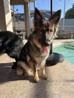 Kendra, a female German Shepherd Dog for sale in New Port Richey, FL – Photo 3 of 4