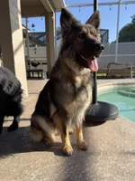 Kendra, a female German Shepherd Dog for sale in New Port Richey, FL – Photo 4 of 4