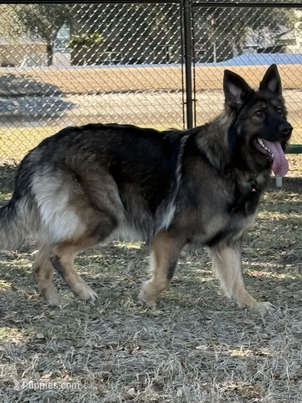 Kendra *fully trained, Germany import, a female German Shepherd Dog for sale in New Port Richey, FL – Photo 1 of 5