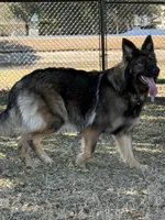 Kendra *fully trained, Germany import, a female German Shepherd Dog for sale in New Port Richey, FL – Photo 1 of 5