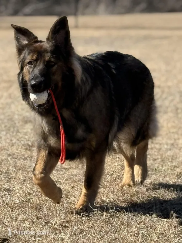 Kendra – German Shepherd Dog puppy for sale in New Port Richey, FL