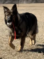 Kendra, a female German Shepherd Dog for sale in New Port Richey, FL – Photo 1 of 4