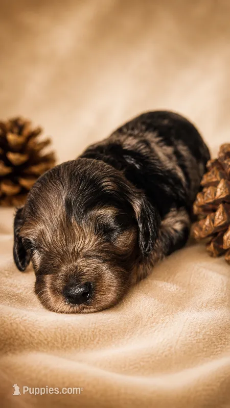 Merle Girl – Cockapoo puppy for sale in McDonough, GA