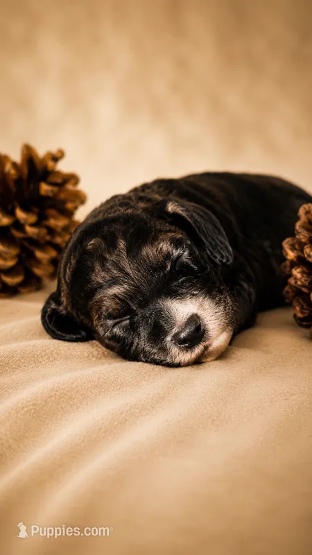 Subtle Merle Boy – Cockapoo puppy for sale in McDonough, GA