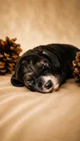 Subtle Merle Boy, a male Cockapoo for sale in McDonough, GA – 1 of 1