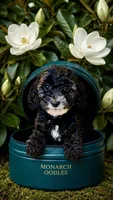 Subtle Merle Boy, a male Cockapoo for sale in McDonough, GA – 1 of 2