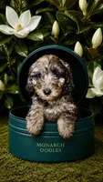 Merle Girl, a female Cockapoo for sale in McDonough, GA – 1 of 2