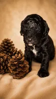 Black & White Boy, a male Cockapoo for sale in McDonough, GA – 1 of 1