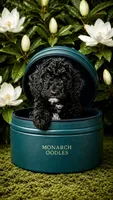 Black & White Boy, a male Cockapoo for sale in McDonough, GA – 1 of 2