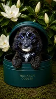 Black & White Girl, a female Cockapoo for sale in McDonough, GA – 1 of 2