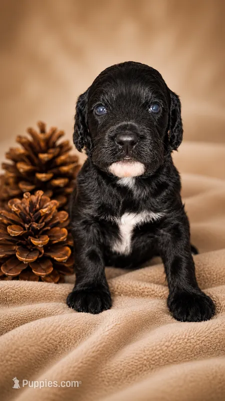 Black & White Girl – Cockapoo puppy for sale in McDonough, GA