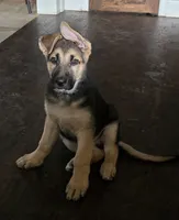 Ares, a male German Shepherd Dog for sale in Zanesville, OH – Photo 1 of 6