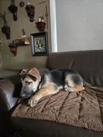 Ares, a male German Shepherd Dog for sale in Zanesville, OH – Photo 6 of 6