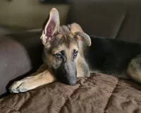 Ares, a male German Shepherd Dog for sale in Zanesville, OH – Photo 2 of 6